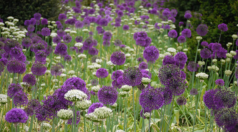 Spring bulbs