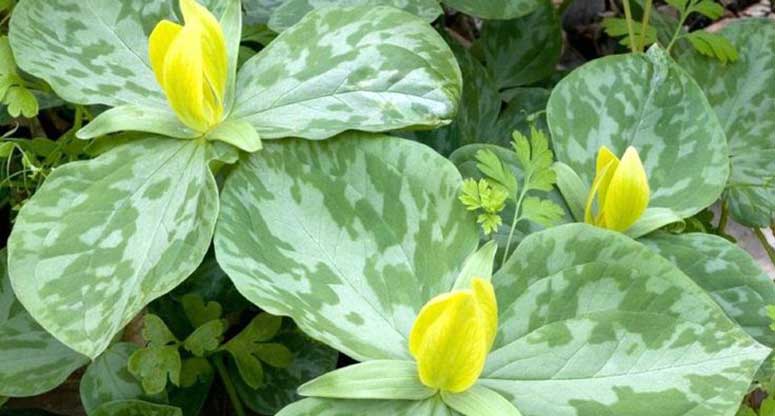 TRILLIUMS