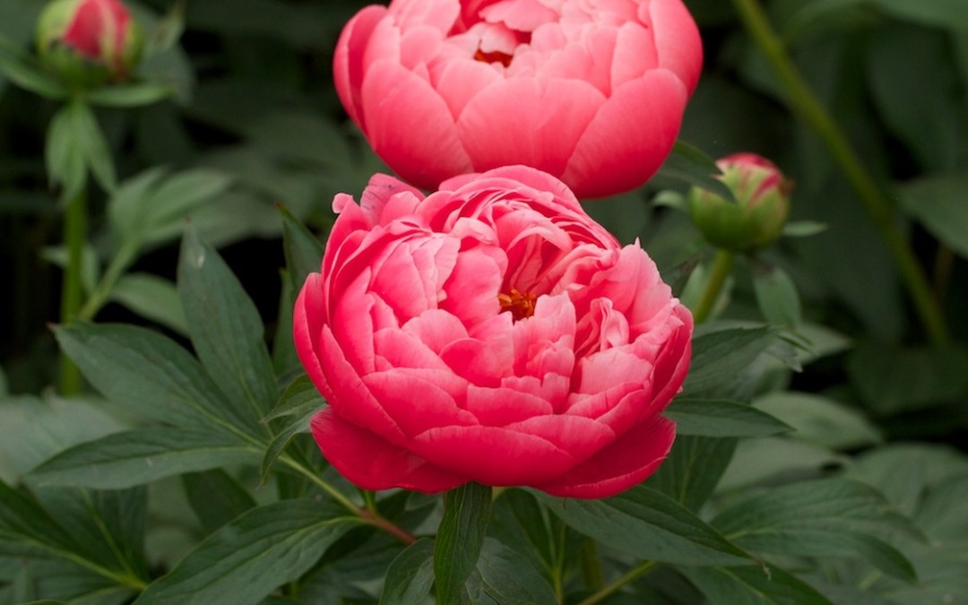 HERBACEOUS PEONIES